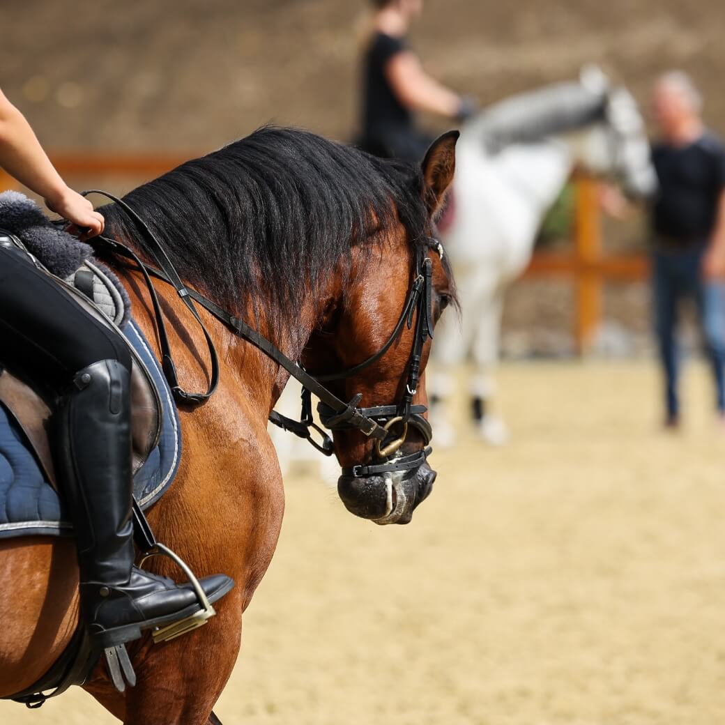 immagine centro equestre