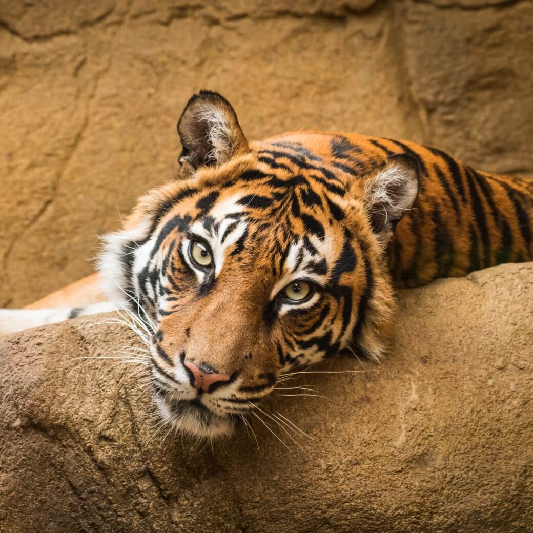 immagine parco delle cornelle